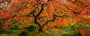 Autumn Spirit
