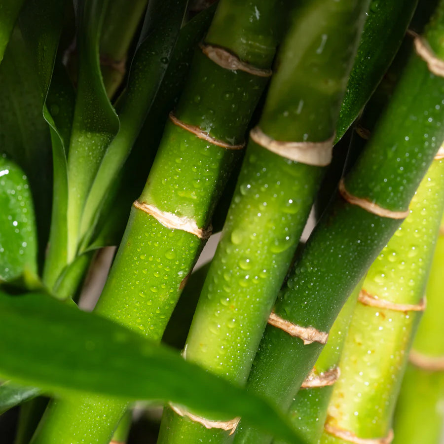 Bamboo