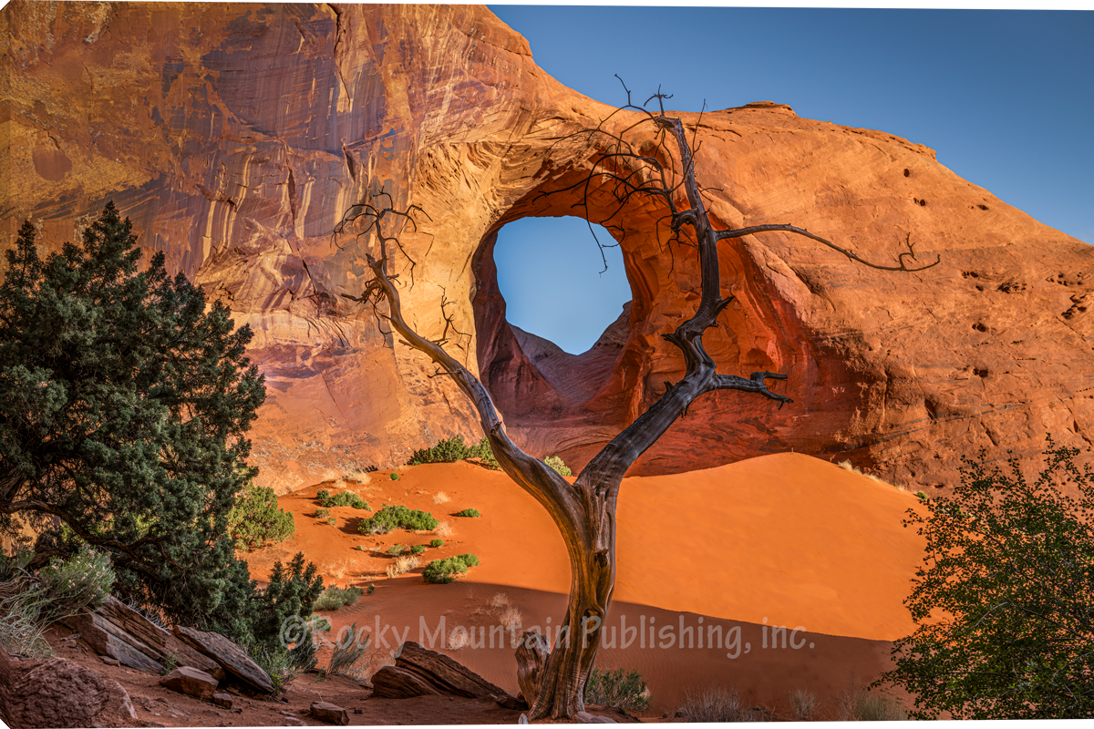 Ear of the Wind - Wall Art