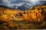 Golden Meadows - Wall Art