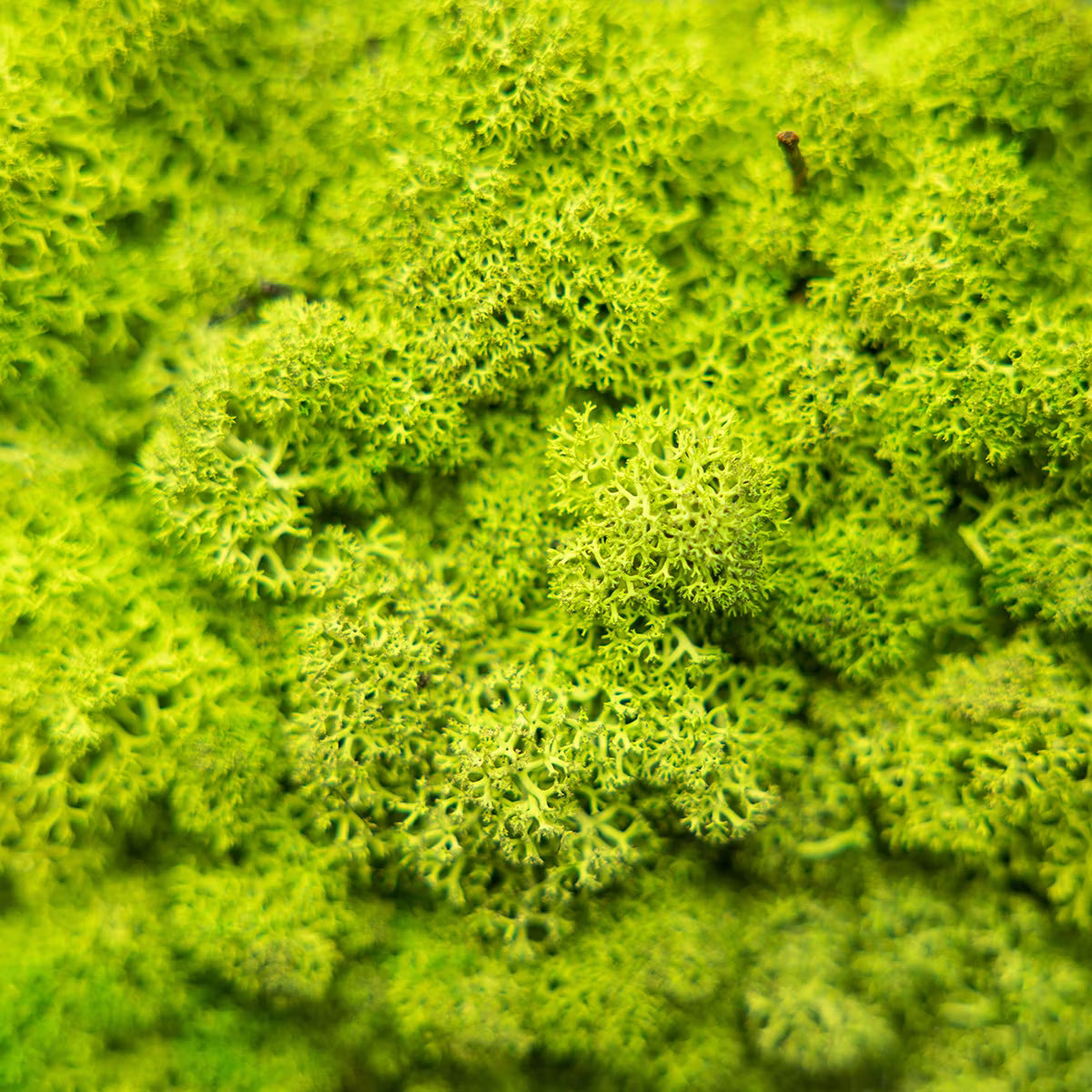 WoodUpp®Moss panels