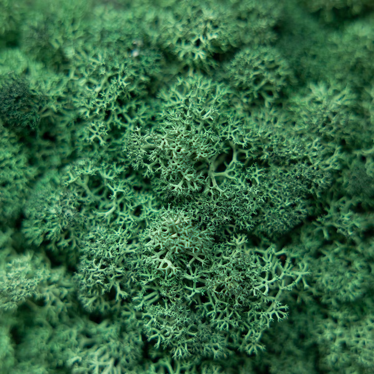 WoodUpp®Moss panels