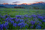 Summit County Sunrise - Wall Art
