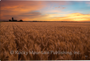 Sunrise Before Harvest - Wall Art